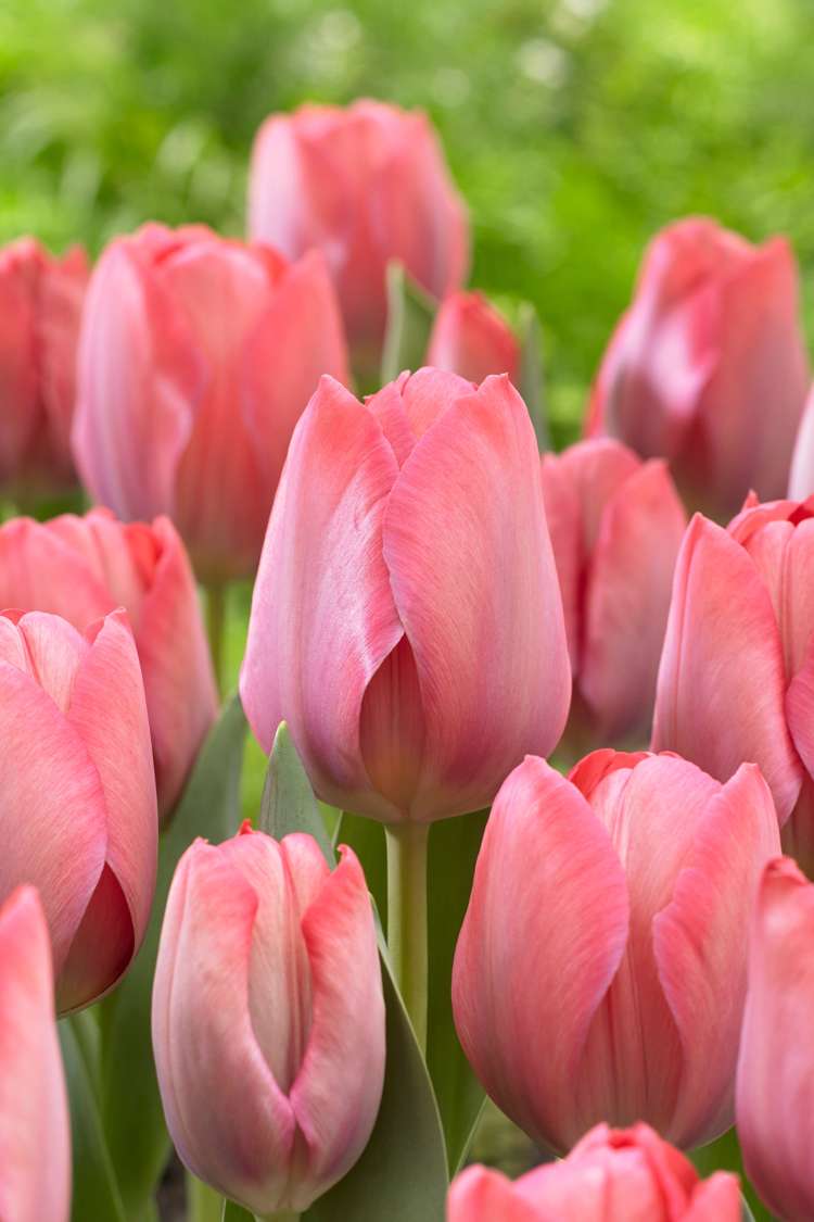 Tulpe 'Design Impression'